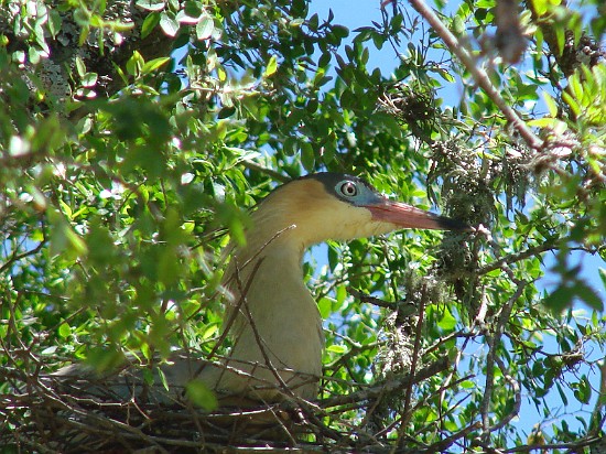 3-Parque el palmar-heron siffleur sur son nid.jpg